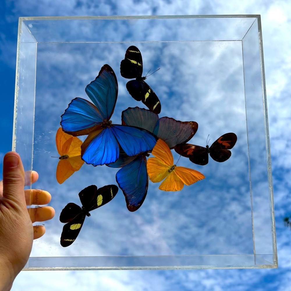 Plexiglass encased butterflies.